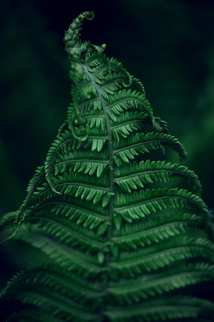 Belles feuilles de fougères. fond de fougère florale naturelle verte