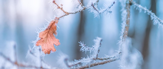 Belles feuilles d'hiver givrées sur fond de nature floue gros plan Macro nature abstraite