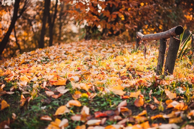 belles feuilles jaunes d'automne sur le sol dans un parc agrandi.