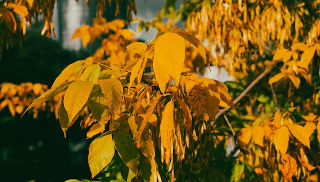 Belles feuilles jaunes avec des gouttes d'eau sur le soleil du matin