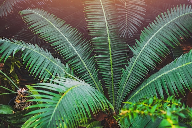 Belles feuilles de palmier vert Fond tropical