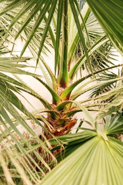 Belles feuilles de palmier vert poussant à l'état sauvage dans un endroit tropical avec un mur blanc derrière