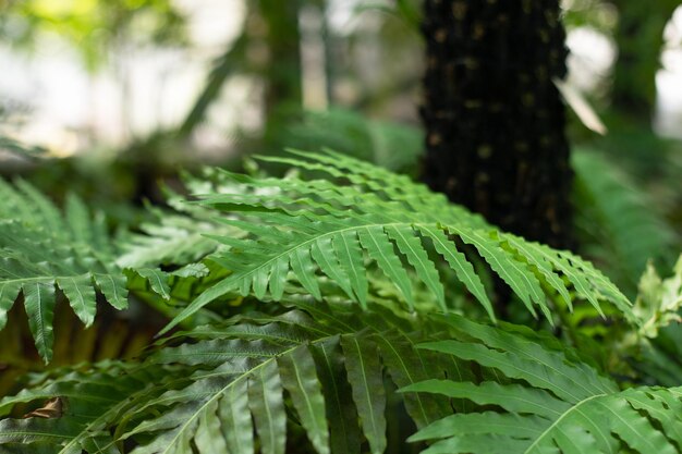 De belles feuilles de palmier vertes sur le fond d'une forêt tropicale d'été