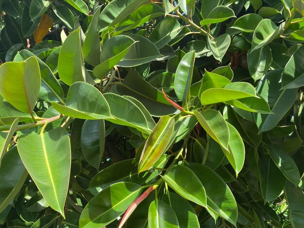 Belles feuilles paradisiaques naturelles vertes d'arbres et de buissons dans une station balnéaire tropicale chaude