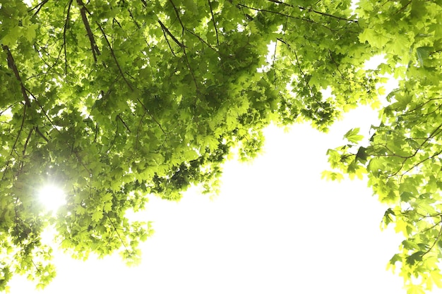 Belles feuilles de printemps sur l'arbre à l'extérieur