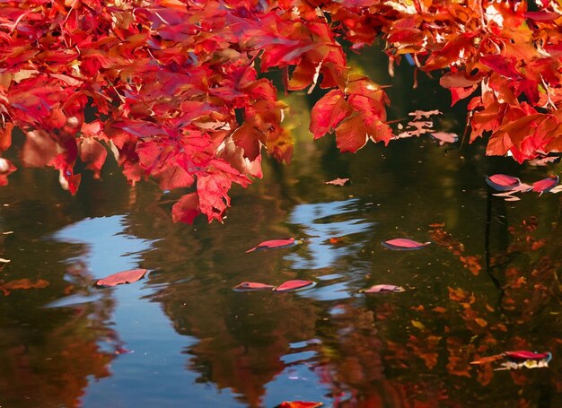 De belles feuilles rouges reflétées dans l'eau