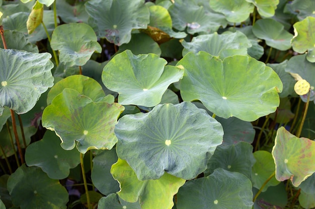 Belles feuilles Étang aux nénuphars