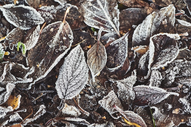 Belles feuilles tombées couvertes de givre