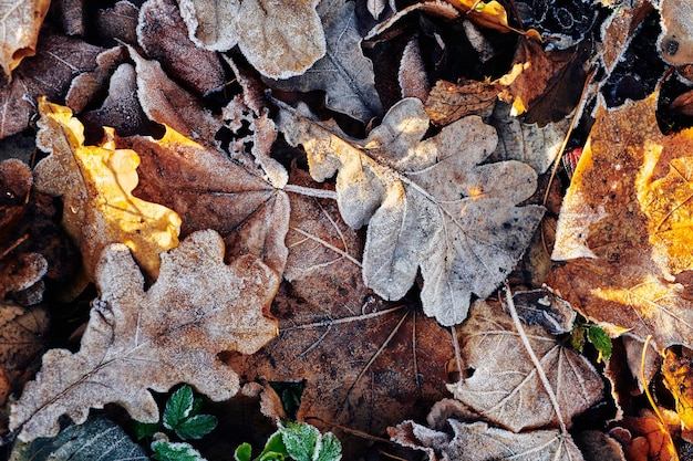 Belles feuilles tombées couvertes de givre