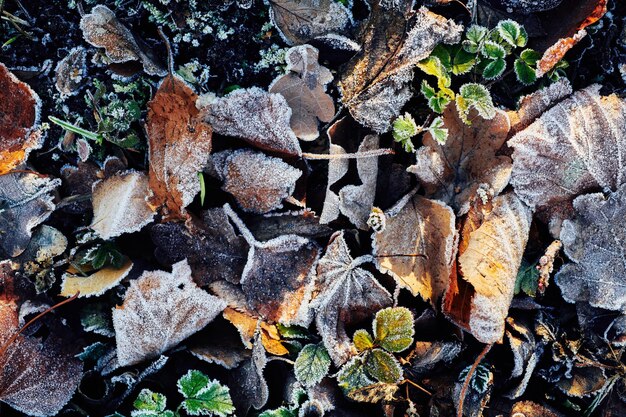 Belles feuilles tombées couvertes de givre