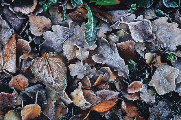 Belles feuilles tombées couvertes de givre