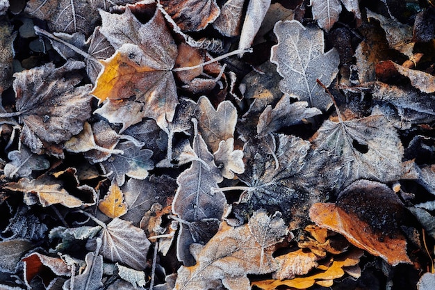 Belles feuilles tombées couvertes de givre