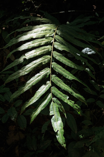 Belles feuilles tropicales de fougère