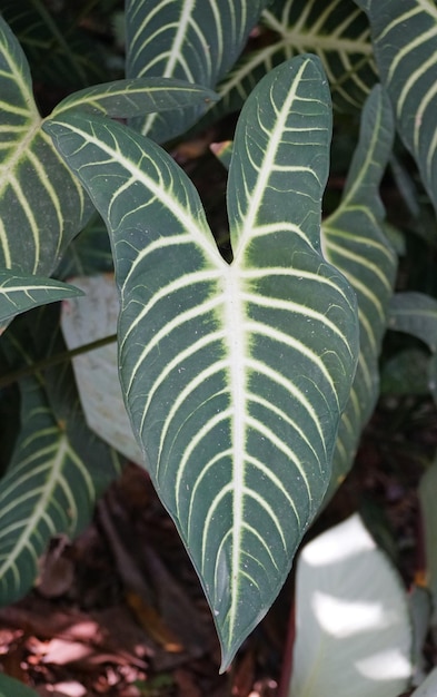 Photo de belles feuilles veinées vertes et blanches de xanthosoma, une plante d'intérieur tropicale populaire