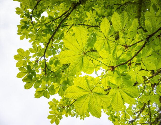 Photo de belles feuilles vertes du châtaignier vues d'en bas au printemps