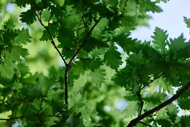 Belles feuilles vertes fraîches de printemps du chêne sur les branches contre le ciel bleu