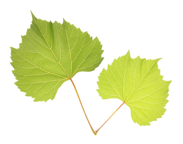 De belles feuilles vertes isolées sur du blanc