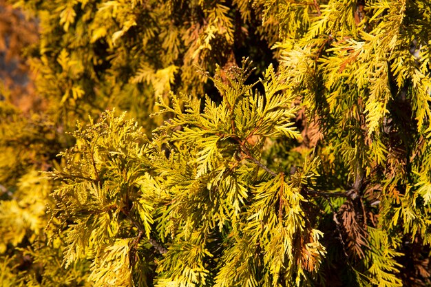 Belles feuilles vertes de Noël des arbres Thuja avec une douce lumière du soleil. Rameau de thuya, Thuja occidentalis est un conifère à feuilles persistantes. Thuya doré