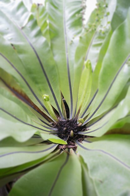 De belles feuilles vertes plantent de près