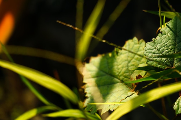 Belles feuilles vertes