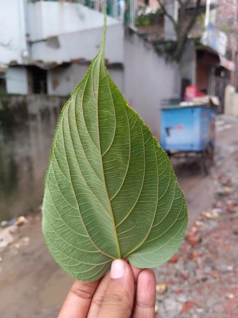 De belles feuilles vertes