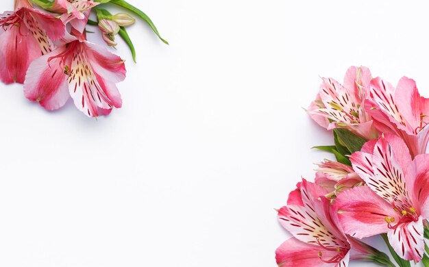 Photo de belles fleurs d'alstroemeria sur un fond blanc