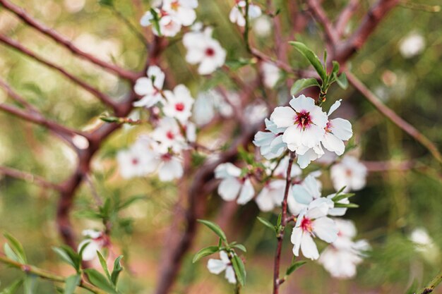 Belles fleurs d'amandier dans l'arbre avec un ciel bleu derrière au printemps