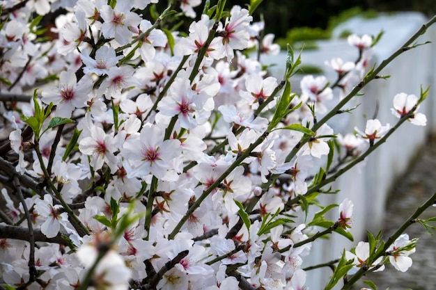 Belles fleurs de l'amandier