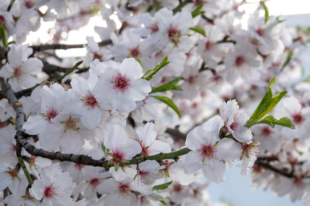 Belles fleurs de l'amandier