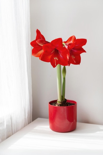 Belles fleurs d'amaryllis rouges sur table dans la chambre