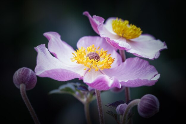 Belles fleurs d'anémones japonaises sur fond vert