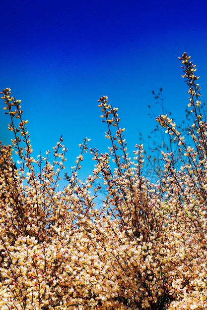 Belles fleurs sur l'arbre au printemps dans la vue