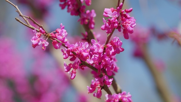 De belles fleurs en arrière-plan les fleurs rose foncé les fleurs violettes sur les brindilles de près