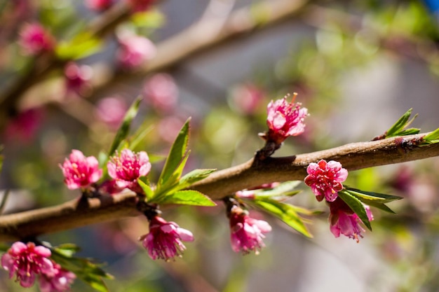 Photo belles fleurs en arrière-plan