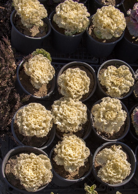 Belles fleurs en arrière-plan