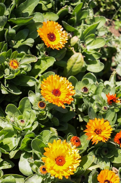 De belles fleurs en arrière-plan