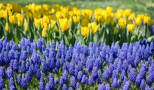 De belles fleurs en arrière-plan