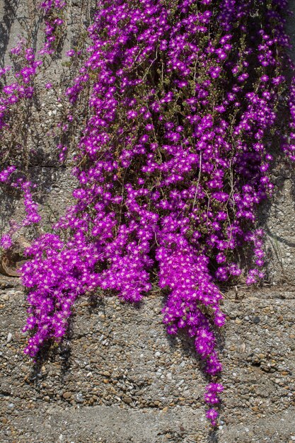 De belles fleurs en arrière-plan