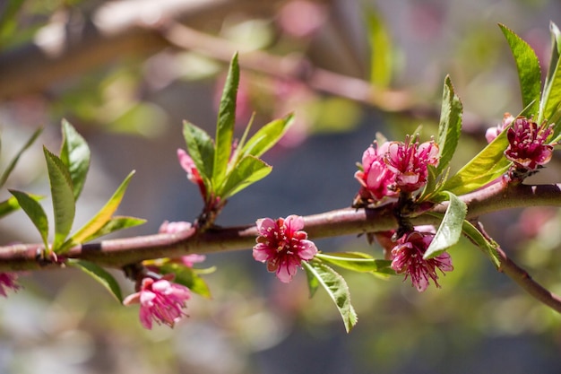 Belles fleurs en arrière-plan