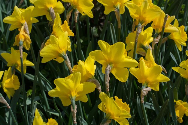 Belles fleurs en arrière-plan