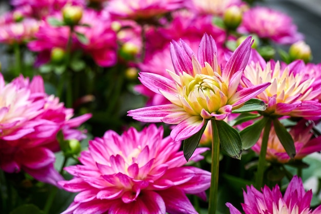 Belles fleurs d'aster chinois.