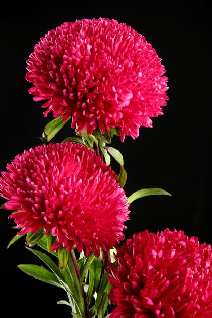 Belles fleurs d'aster sur fond noir