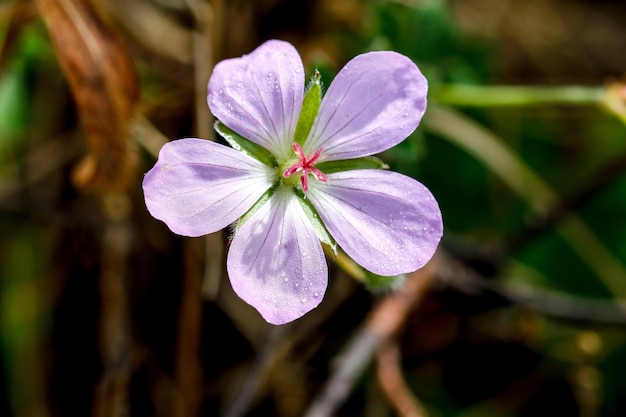 Belles fleurs au sommet de la colline.