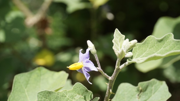 Belles fleurs d'aubergine de pois rouge nom botanique est Solanum trilobatum