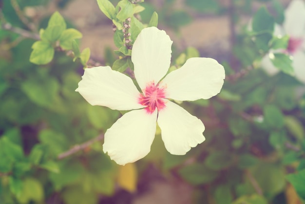 Belles fleurs aux pétales blancs et coeur rose parmi les feuilles vertes