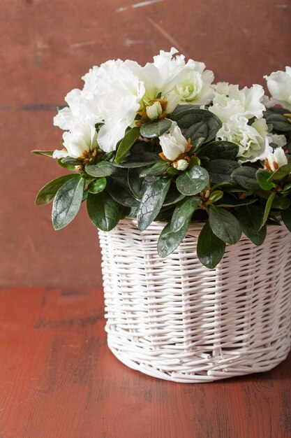 Belles fleurs d'azalée blanche dans le panier sur fond rustique