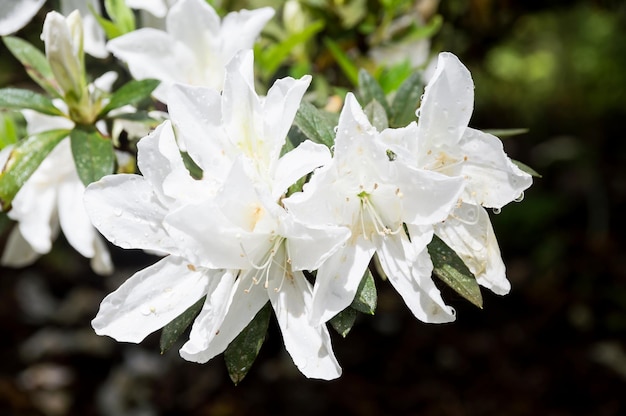 Belles fleurs d'azalées blanches avec éclaboussures de rosée