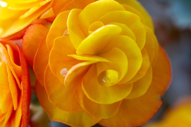 Belles fleurs de bégonia elatior avec des gouttes de rosée sur les pétales