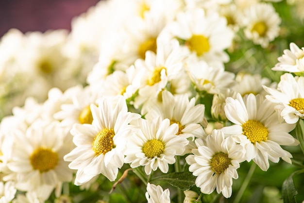 Belles fleurs belles fleurs blanches et jaunes du Brésil mise au point sélective sur fond sombre