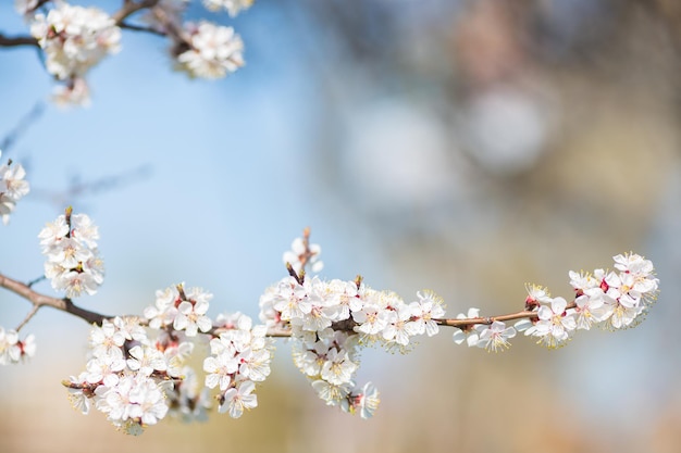 Belles fleurs blanches d'abricot